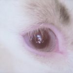 Die For You Lyrics - Joji